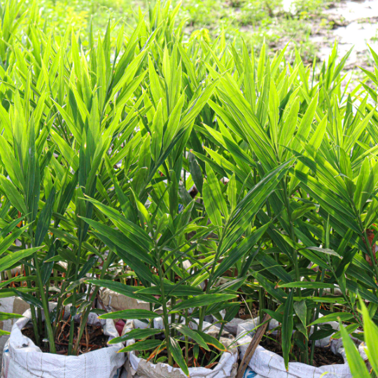 Ginger - Bertwin Ginger - Bertwin