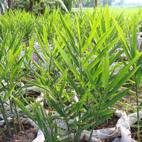 Ginger Farming - Bertwin Ginger Farming - Bertwin