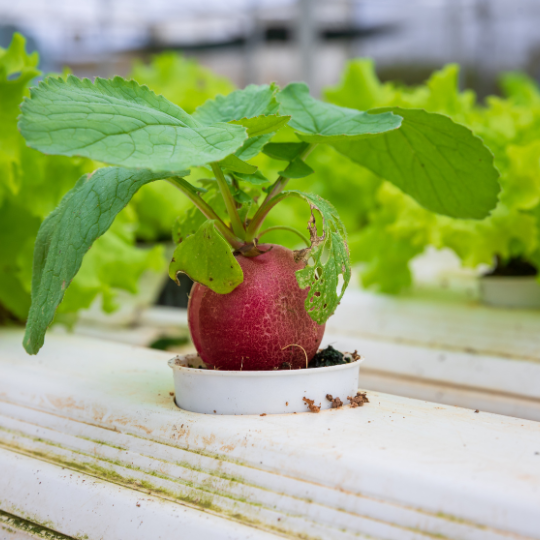 Coco Peat Benefits for Plants