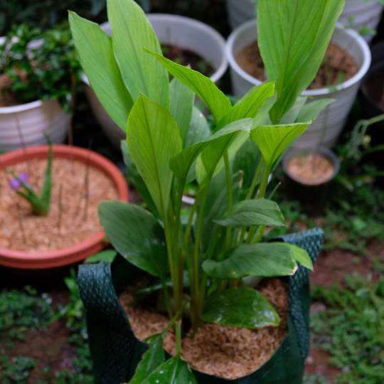 Coco Peat Benefits for Plants