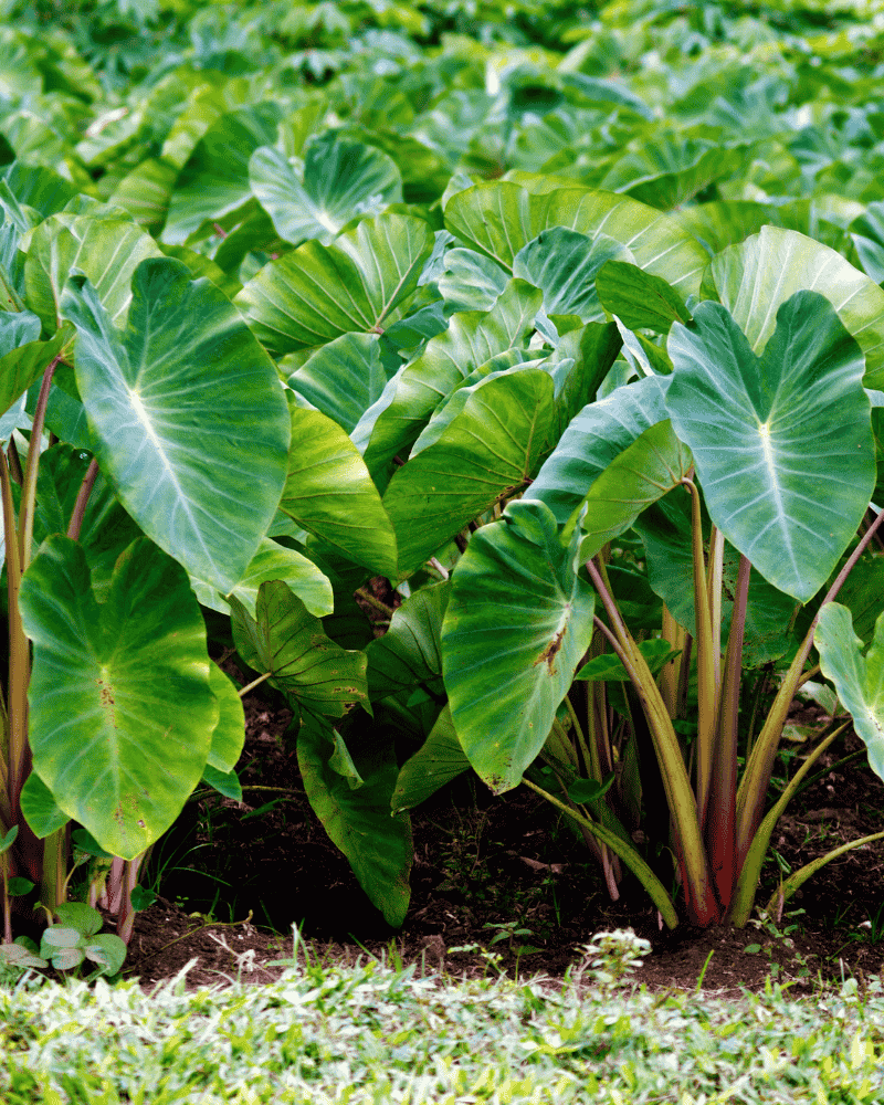 Beneng Taro root export