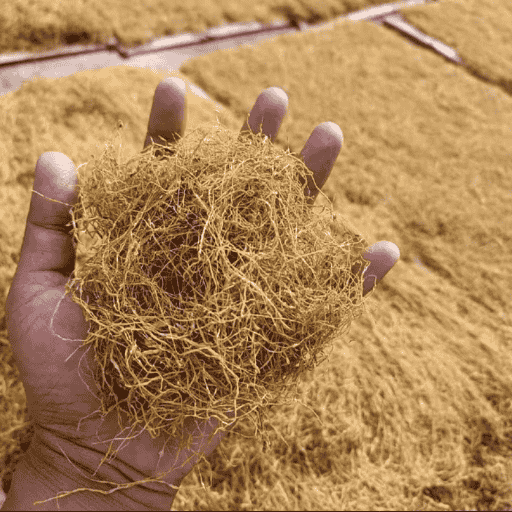 Beneng Taro Supplier