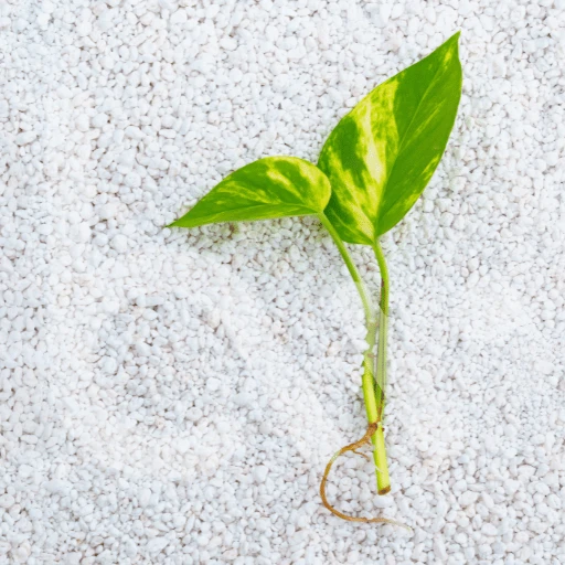 perlite nutrient content