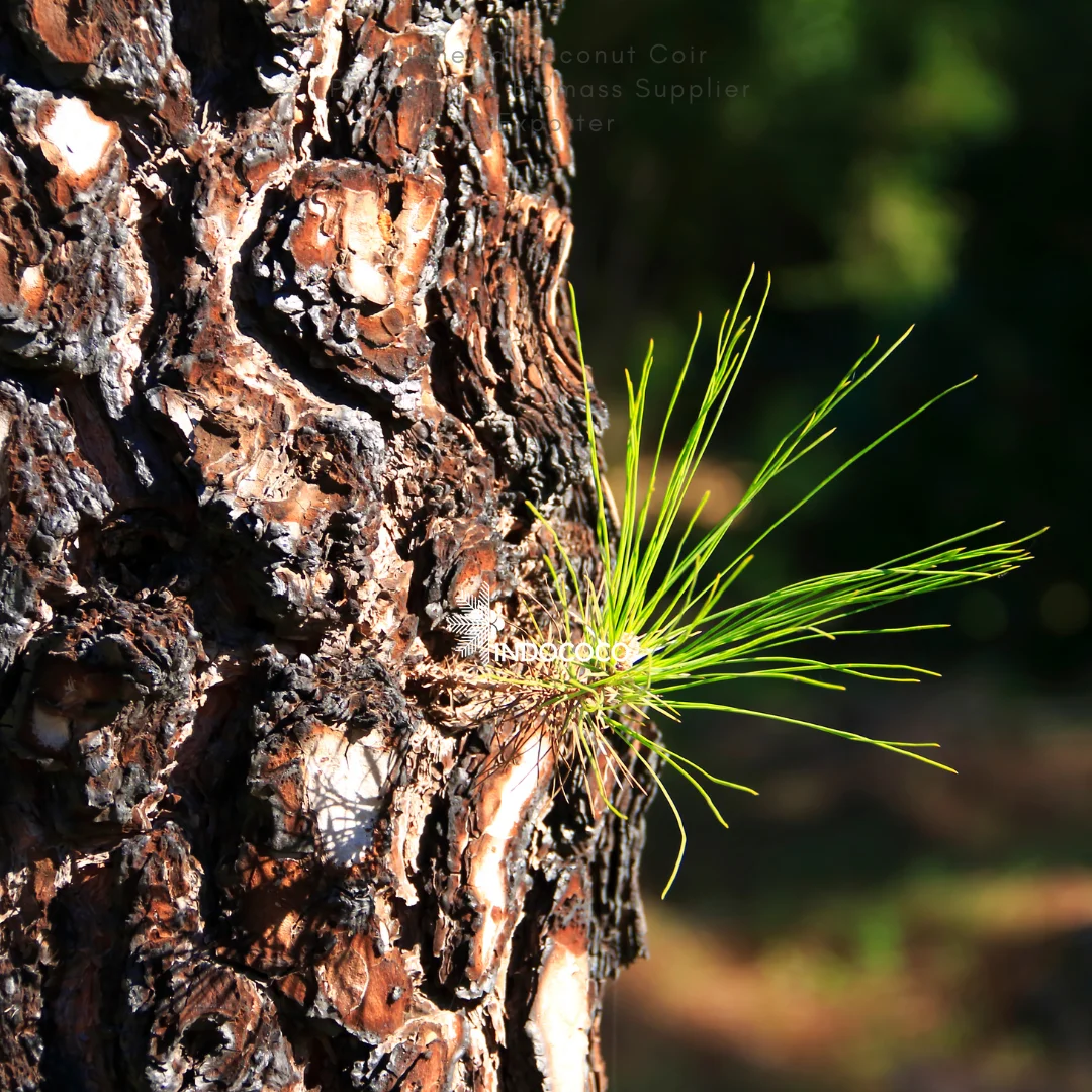 pine bark tree