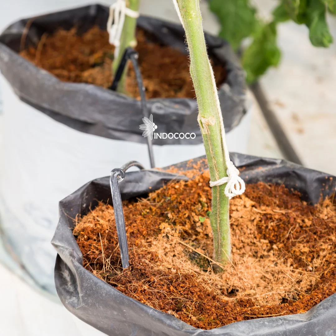 cocopeat low ec