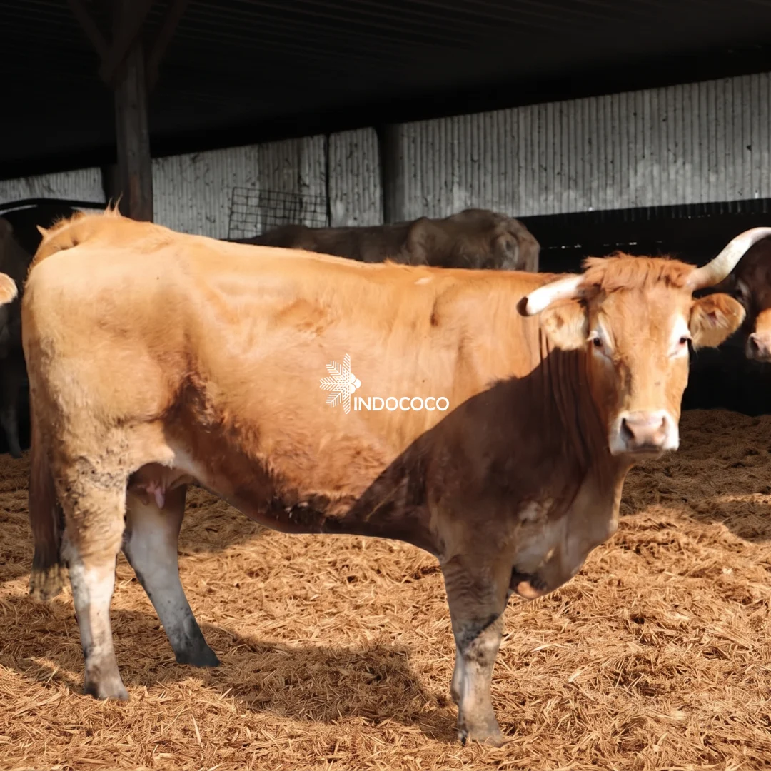 cow bedding