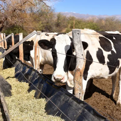 cocopeat for cow