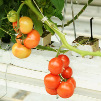 Hydroponic Garden