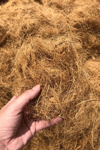 Coir Fiber