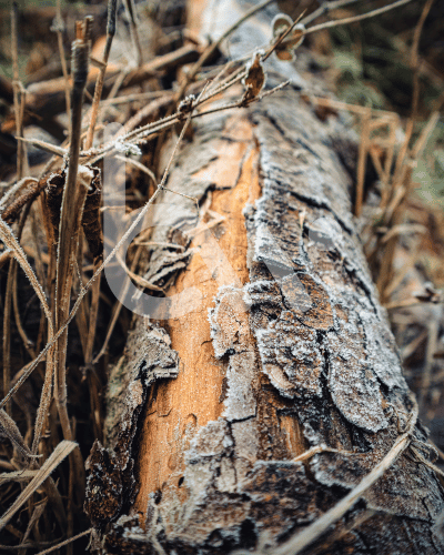 Pine Bark