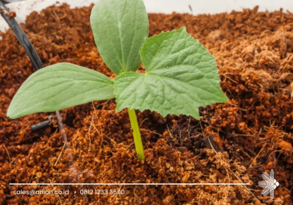 coco peat coins for seed germination